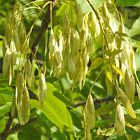 Close up of black ash seeds