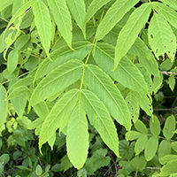 Vue rapprochée des feuilles du frêne noir