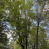 Image of a black ash tree