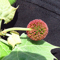 Vue rapprochée d’une fleur du platane occidental