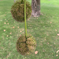 Vue rapprochée des fruits du platane occidental