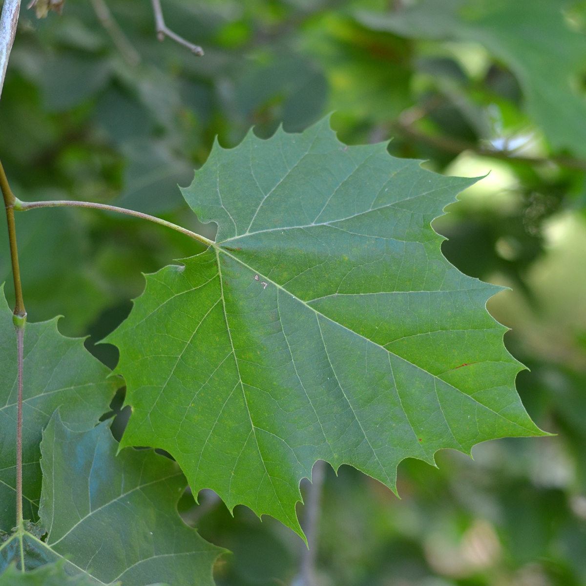 Sycamore Ontario ca