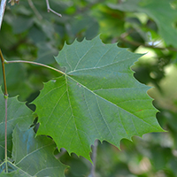 Vue rapprochée des feuilles du platane occidental