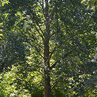 Image of a sycamore tree