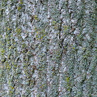 Close up of tulip tree bark
