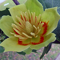 Vue rapprochée d’une fleur du tulipier d’Amérique.