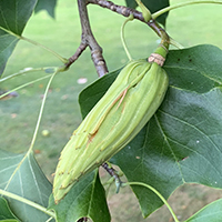 Close up of tulip tree seed pod