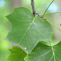 Close up of tulip tree leaves