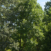 Image of a tulip tree