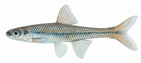 Adult Pugnose Minnow