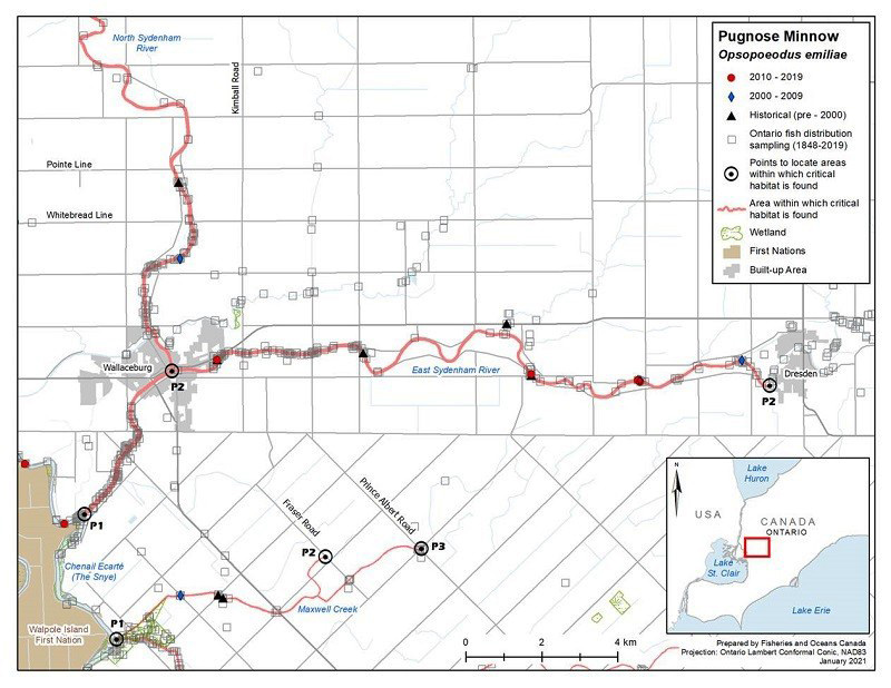 Pugnose Minnow – Sydenham River Watershed