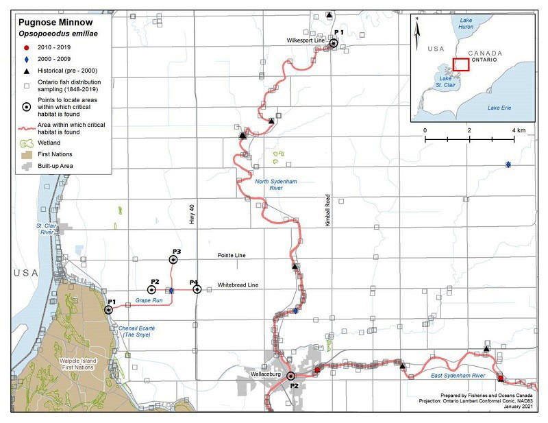 Figure 7. Area within which critical habitat is found for the Pugnose Minnow in the North Sydenham River and Whitebread Drain/Grape Run