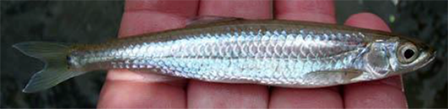 Silver Shiner