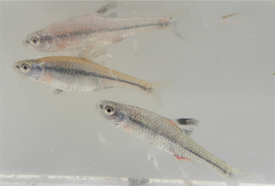 Pugnose Minnow