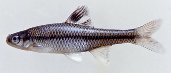 Pugnose Minnow – Sydenham River Watershed