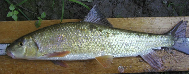 Black Redhorse has an olive, gold, or brassy dorsal surface, with paler sides and a silver or white ventral surface. The caudal and dorsal fins are grey, and the lower fins are pale orange.