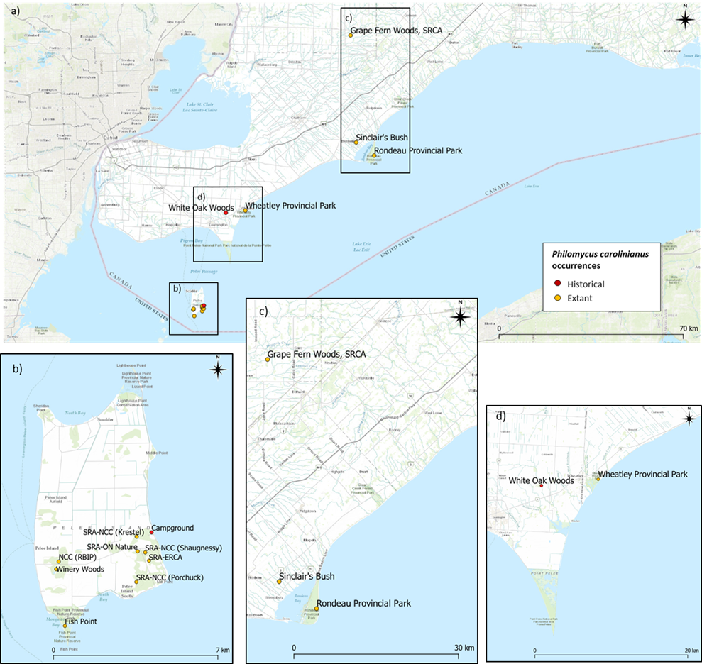 Distribution maps of Carolina Mantleslug in Ontario, including both extant and historical distribution points.