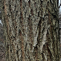 Close up of black willow bark