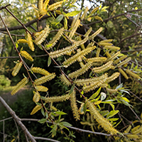 Vue rapprochée des fleurs du saule noir