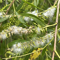 Close up of black willow fruit