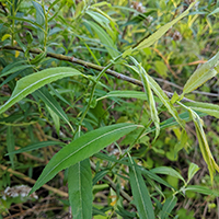 Close up of black willow leaves