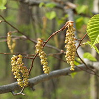 Close up of blue beech flowers (catkins)