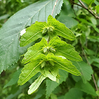 Close up of blue beech fruit