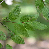 Close up of blue beech leaves