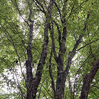 Image of blue beech tree