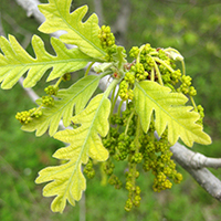 Close up of bur oak flowers