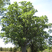 Image of bur oak tree