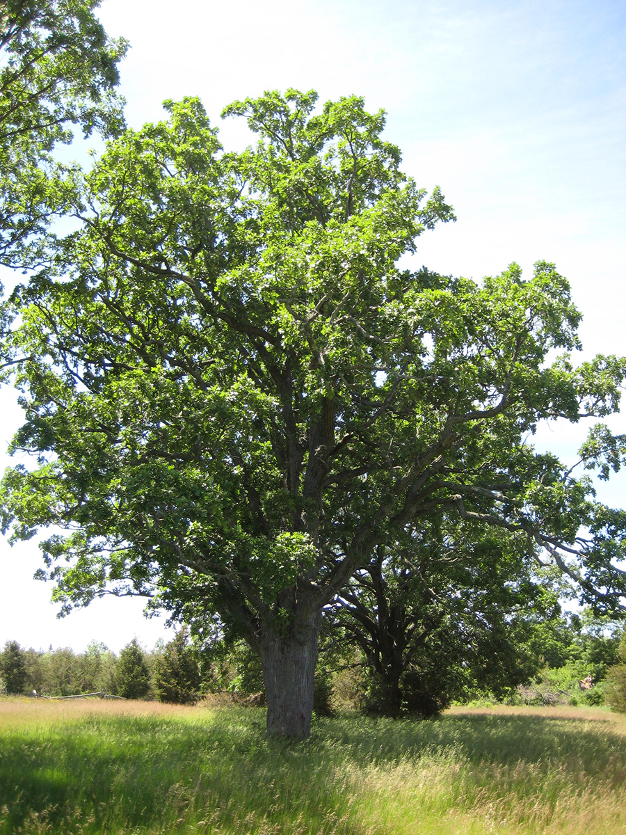 Oak