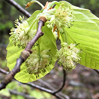 Close up of American beech flowers