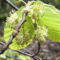 Vue rapprochée des fleurs du hêtre à grandes feuilles