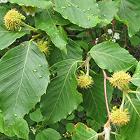Close up of American beech fruit