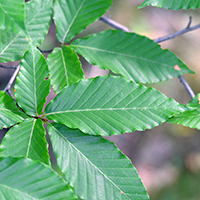 Close up of American beech leaves