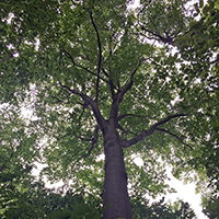 Photo d’un hêtre à grandes feuilles