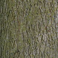 Close up of bitternut hickory bark