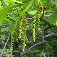 Close up of bitternut hickory flowers (catkins)