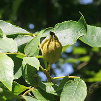 Vue rapprochée du fruit du caryer cordiforme