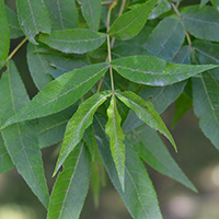 Vue rapprochée des feuilles du caryer cordiforme