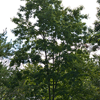 Image of a bitternut hickory tree