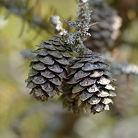 Close up of black spruce flowers cones