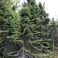 Image of a black spruce tree