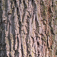 Close up of black walnut bark