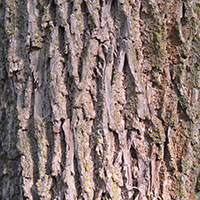 Close up of black walnut bark