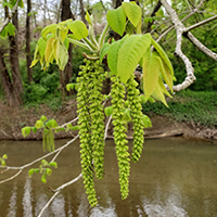 Close up of black walnut flowers (catkins)