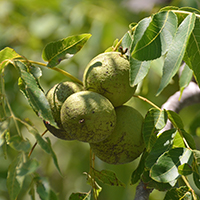 Vue rapprochée des fruits du noyer noir