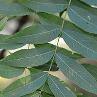 Close up of black walnut leaves
