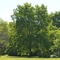 Image of a black walnut tree